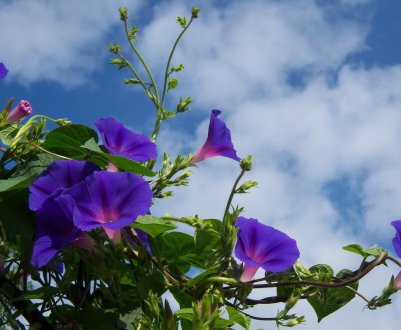 Рослини-синоптики: як рослини в саду передбачають погоду