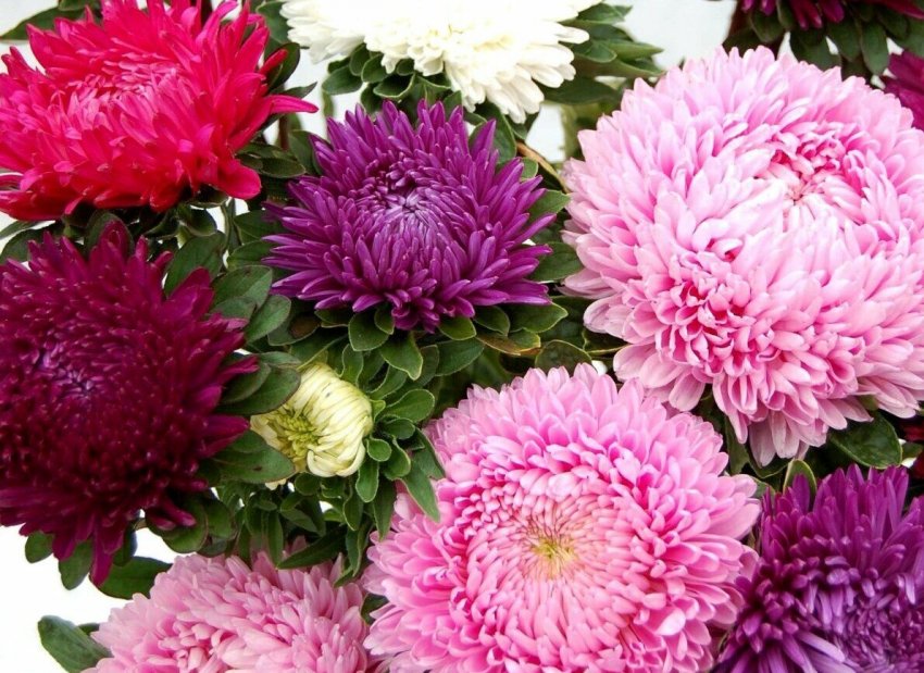 Астра Дюшес Астра Дюшес