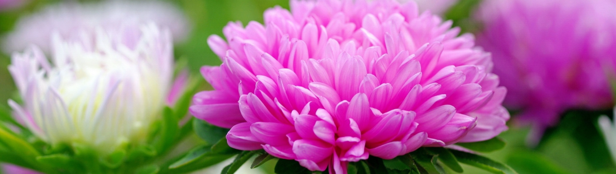 Махрові квіти: сорти однорічних астр зарубіжної селекції