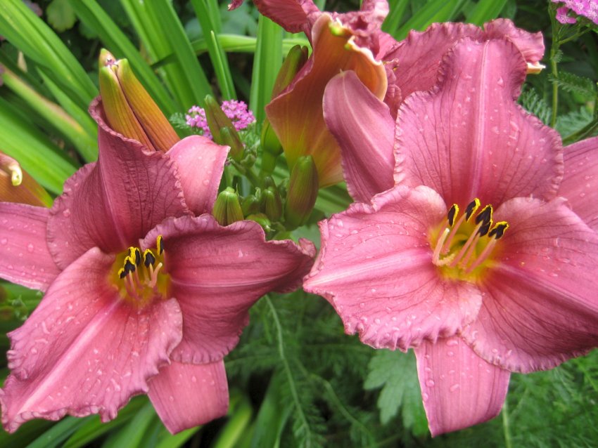 Ліле́йник Ліле́йник