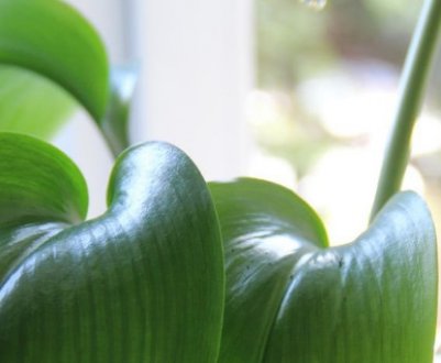 Чому не цвіте еухаріс і що при цьому робити?