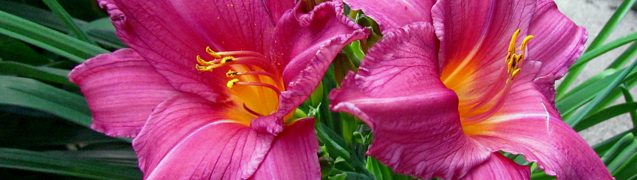 Лілейник — квітка удачі у наших садах