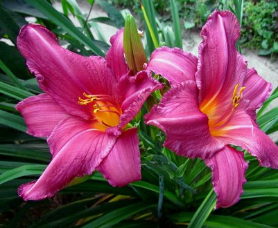 Лілейник — квітка удачі у наших садах