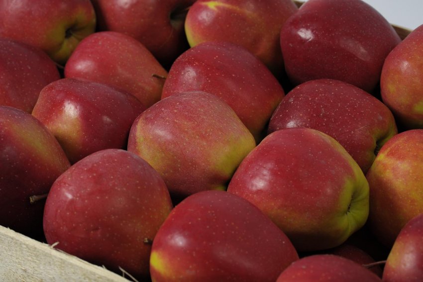 Яблука Глостер Яблука Глостер