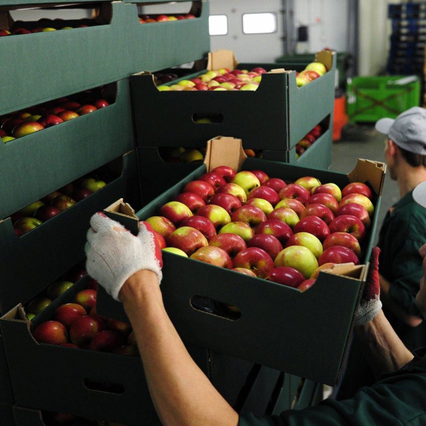Запаси яблук Запаси яблук