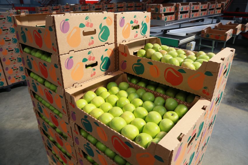 Запаси яблук Запаси яблук