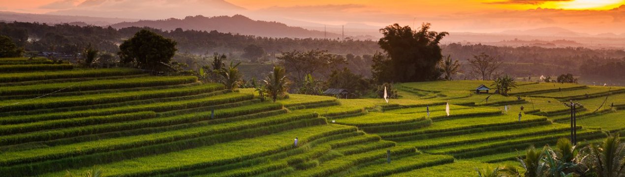Индонезия: фермеры понесли потери, связанные с пандемией