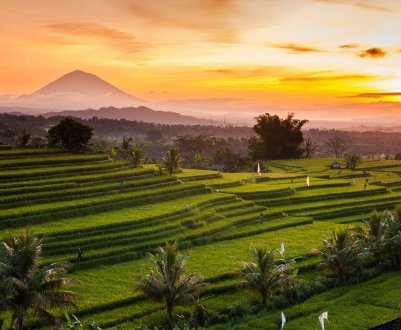 Индонезия: фермеры понесли потери, связанные с пандемией