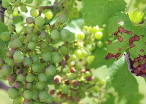 Описание антракноза винограда, как проявляются признаки и чем его лечить