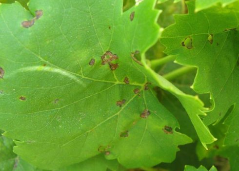 Как проявляются признаки альтернариоза винограда, чем его лечить
