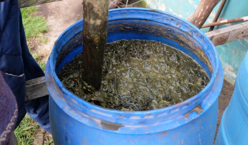 Настой коровяка для обработки винограда Настой коровяка для обработки винограда