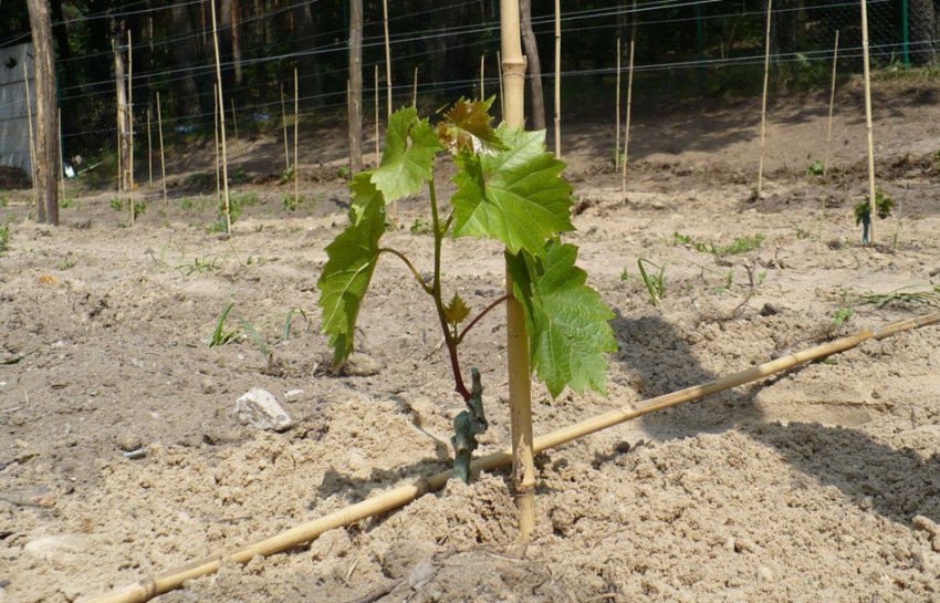 Уход за виноградом Уход за виноградом