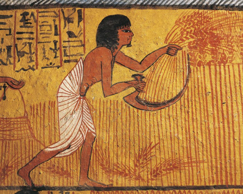 Пшениця в Давньому Єгипті Пшениця в Давньому Єгипті