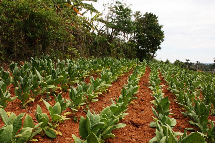 Вирощування тютюну Вирощування тютюну