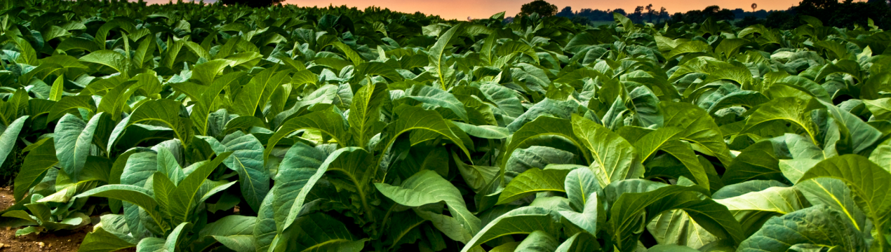 Погода не була сприятливою для виробників тютюну