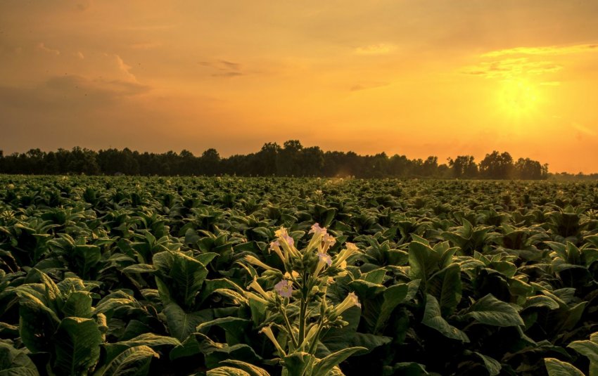Вирощування тютюну Вирощування тютюну