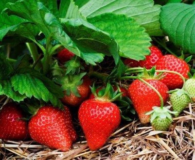 Удачне сусідство: що посадити поруч з полуницею