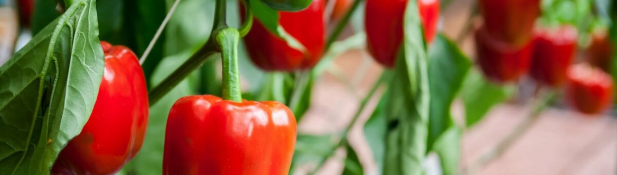Удачне та нещасливе сусідство: що посадити поруч з перцем