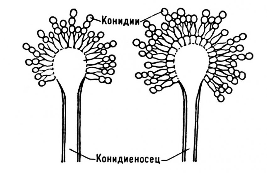 Збудник церкоспорозу винограду Збудник церкоспорозу винограду