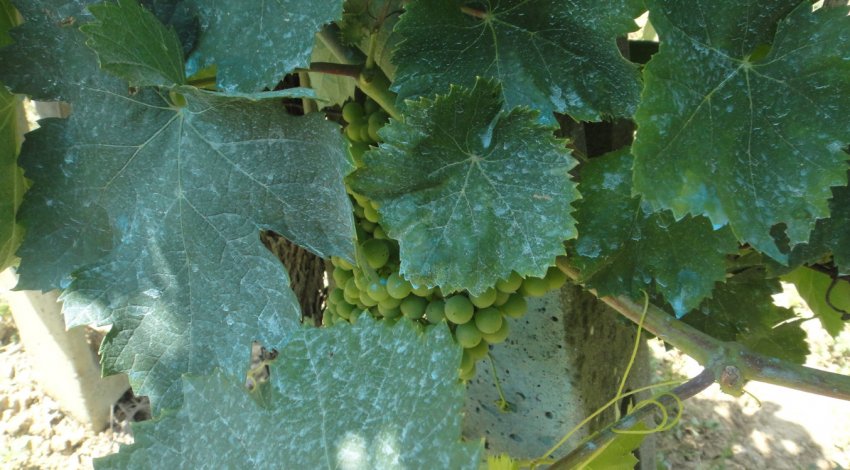 Бордоська суміш на винограді Бордоська суміш на винограді