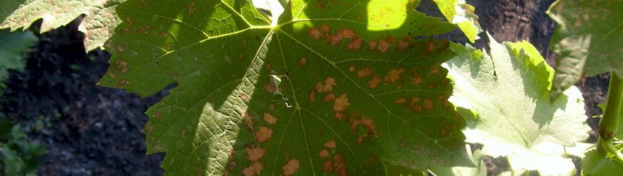 Признаки та лікування церкоспорозу винограду