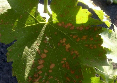 Признаки та лікування церкоспорозу винограду