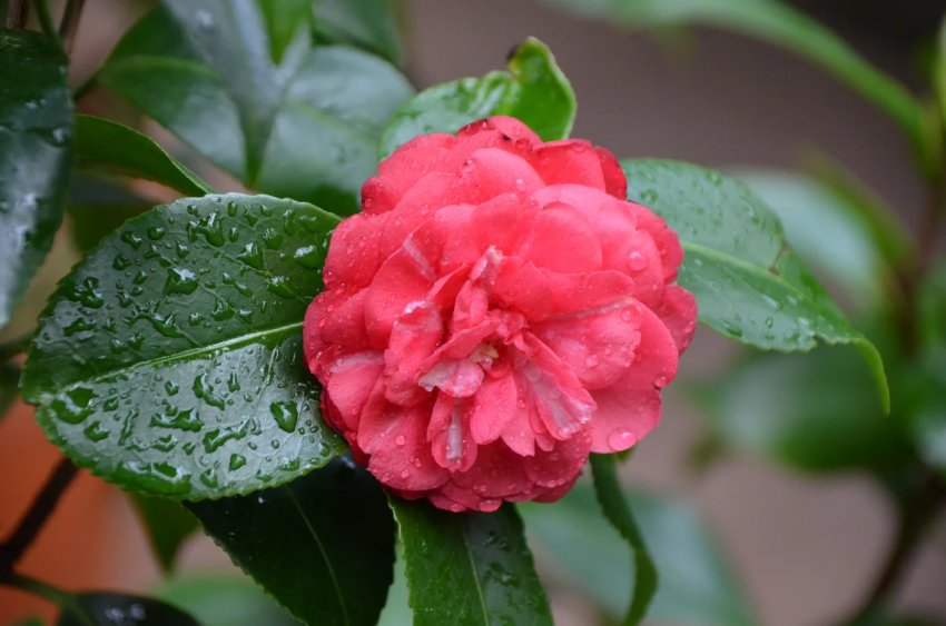 Камелія полив