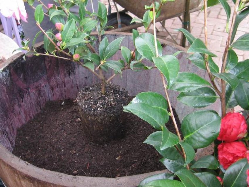 Пересадка камелії