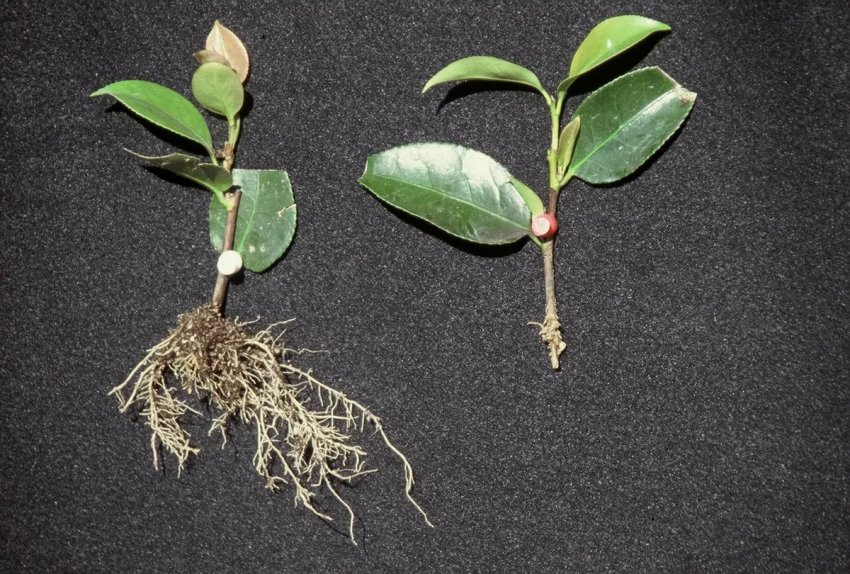 Ростки камелії