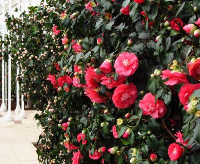 Чому не цвіте камелія?