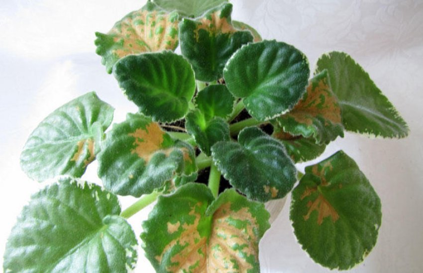 Іржа на листках фіалки Іржа на листках фіалки