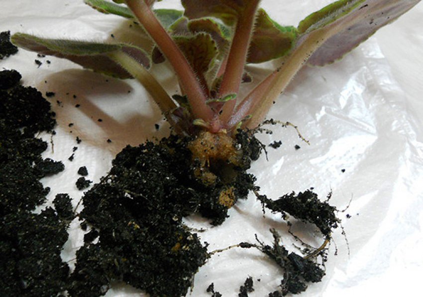 Загнивання коріння фіалки Загнивання коріння фіалки