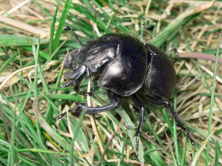 Жук-стригун Жук-стригун