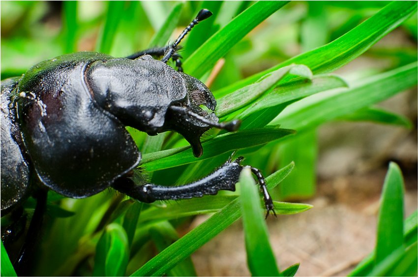 Жук-стригун Жук-стригун