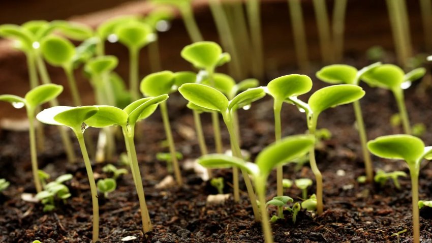 Проростковість насіння