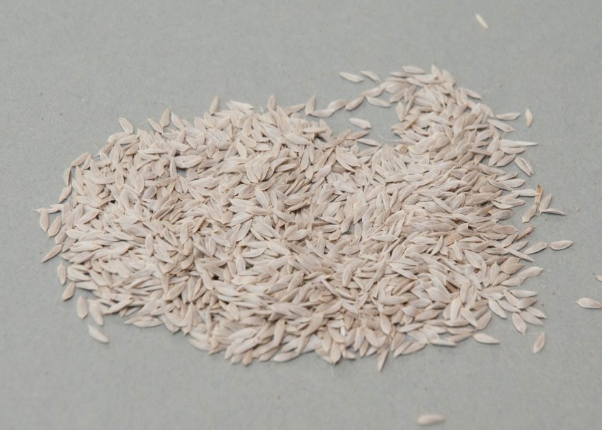 Насіння листового салату