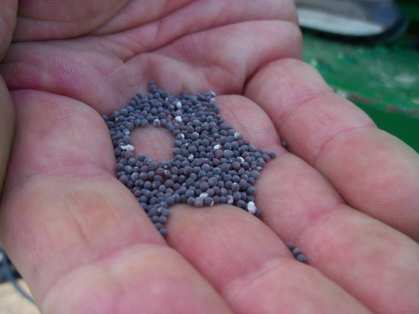 Насіння репи