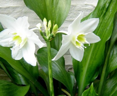 Чому жовтіє листя у еухаріс: що робити