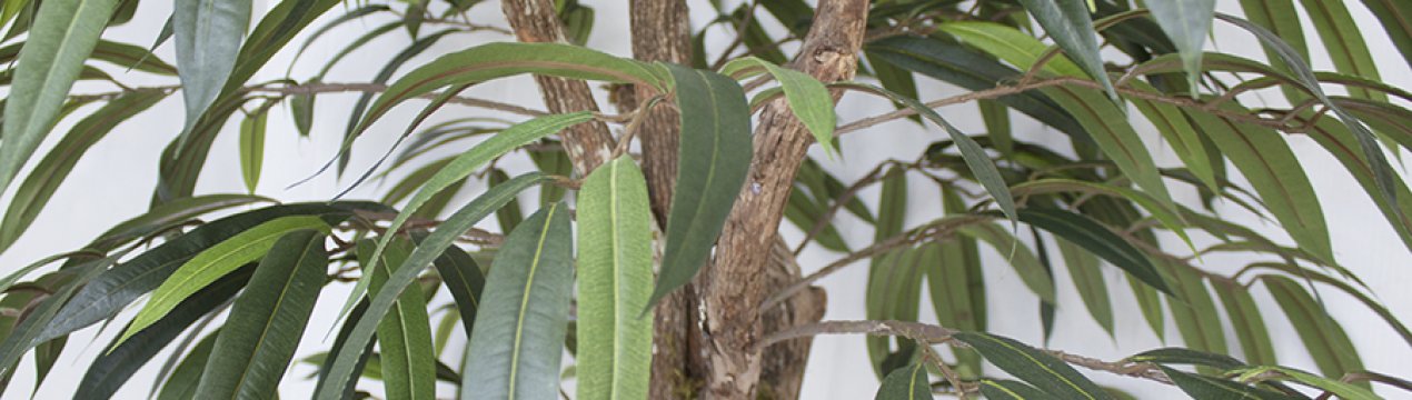 Фікус Алі: догляд в домашніх умовах