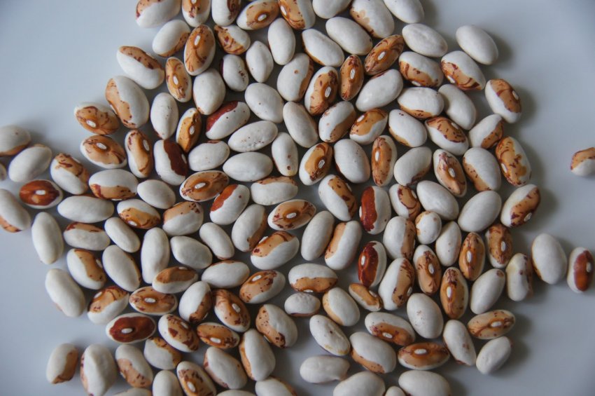 Семена фасолі