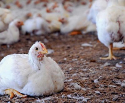 Що робити якщо кури падають на ноги: причини і лікування