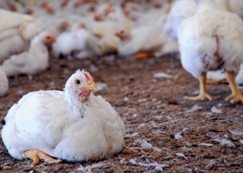 Что делать если куры падают на ноги: причины и лечение