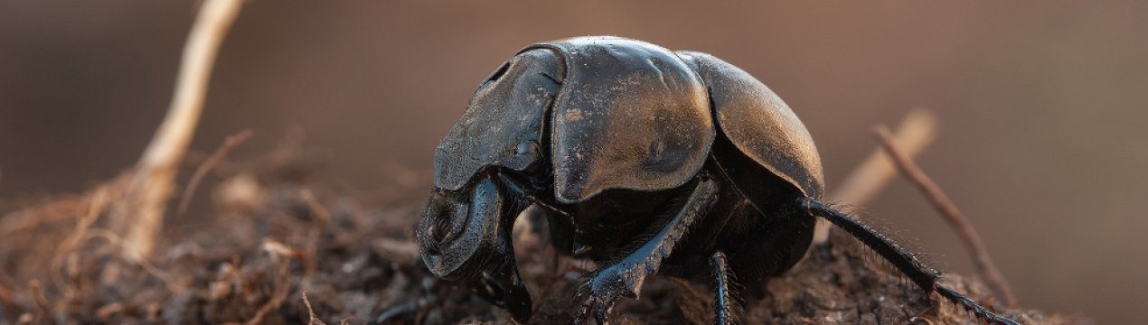 Красунчик-головонька: засоби боротьби з шкідниками огородніх культур