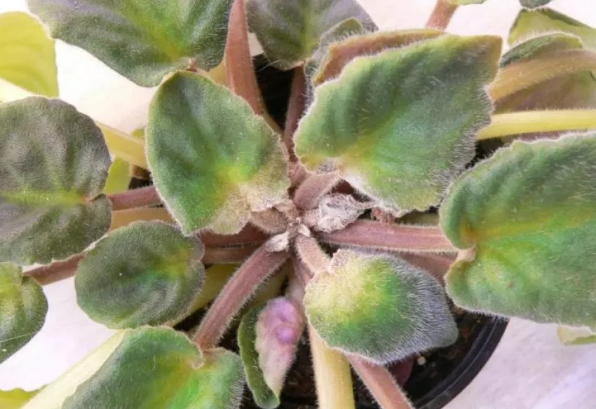 Фіалка уражена кліщами Фіалка уражена кліщами