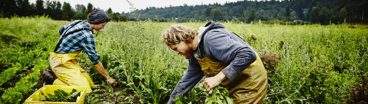Сезонні працівники можуть легше потрапляти в Німеччину