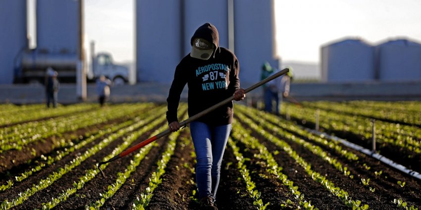 Сезонні робітники Сезонні робітники
