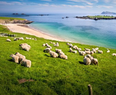 75% населення Північної Ірландії хочуть підтримки для зеленого сільського господарства