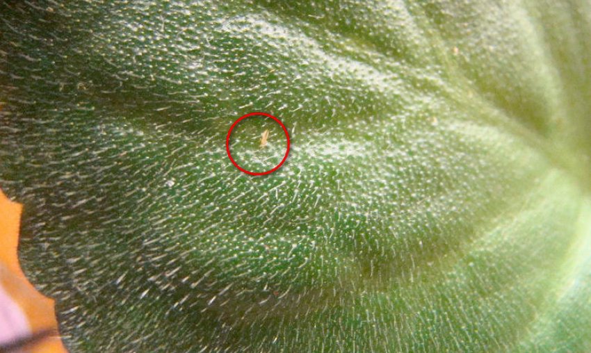 Трипси на фіалках Трипси на фіалках