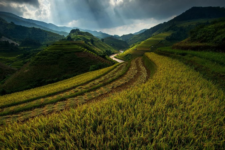 На Філіппінах використовують супутникову технологію швейцарської компанії для страхування урожаю На Філіппінах використовують супутникову технологію швейцарської компанії для страхування урожаю