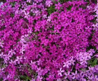 10 найміцніших довготривалих багаторічників для саду